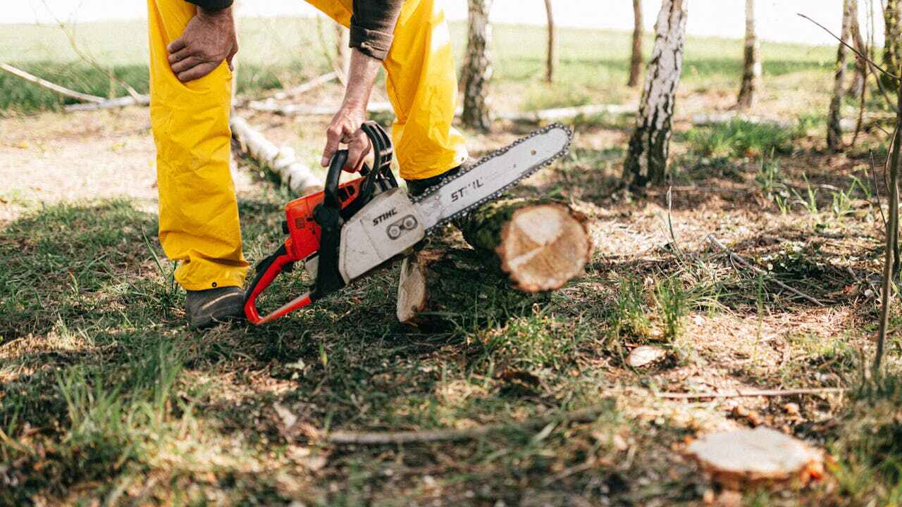 Emergency Storm Tree Removal in Lake Clarke Shores, FL